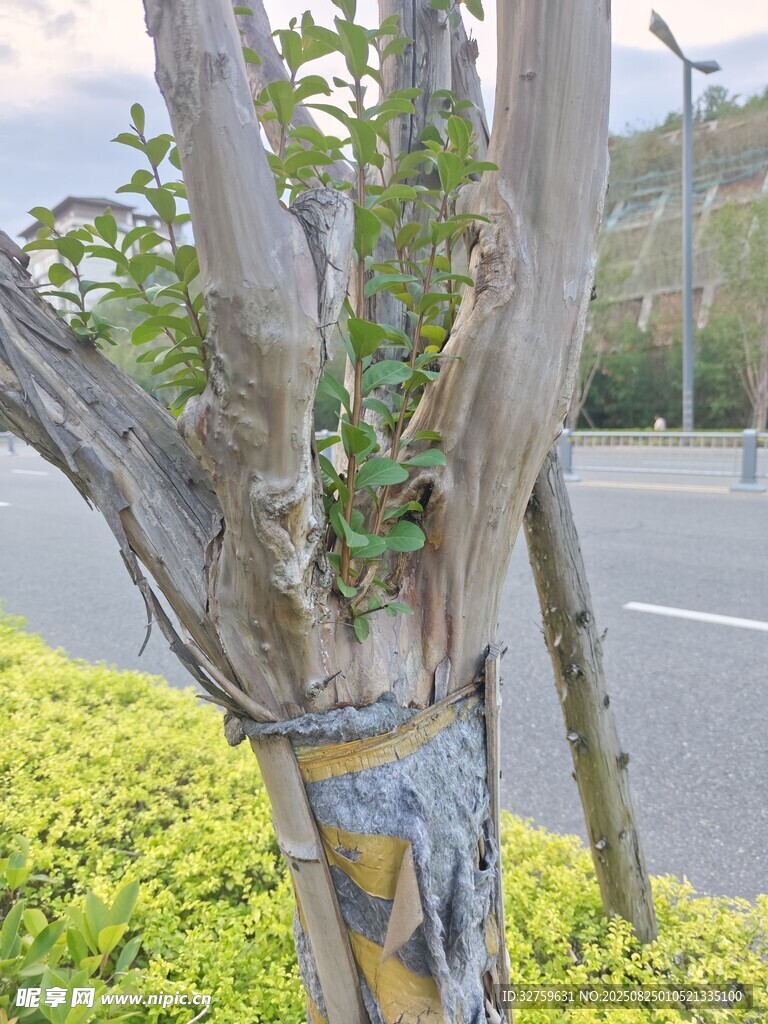 樹干纏繞處的新生綠意