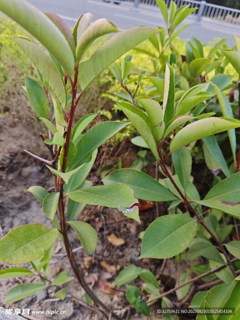綠葉植物特寫(xiě)