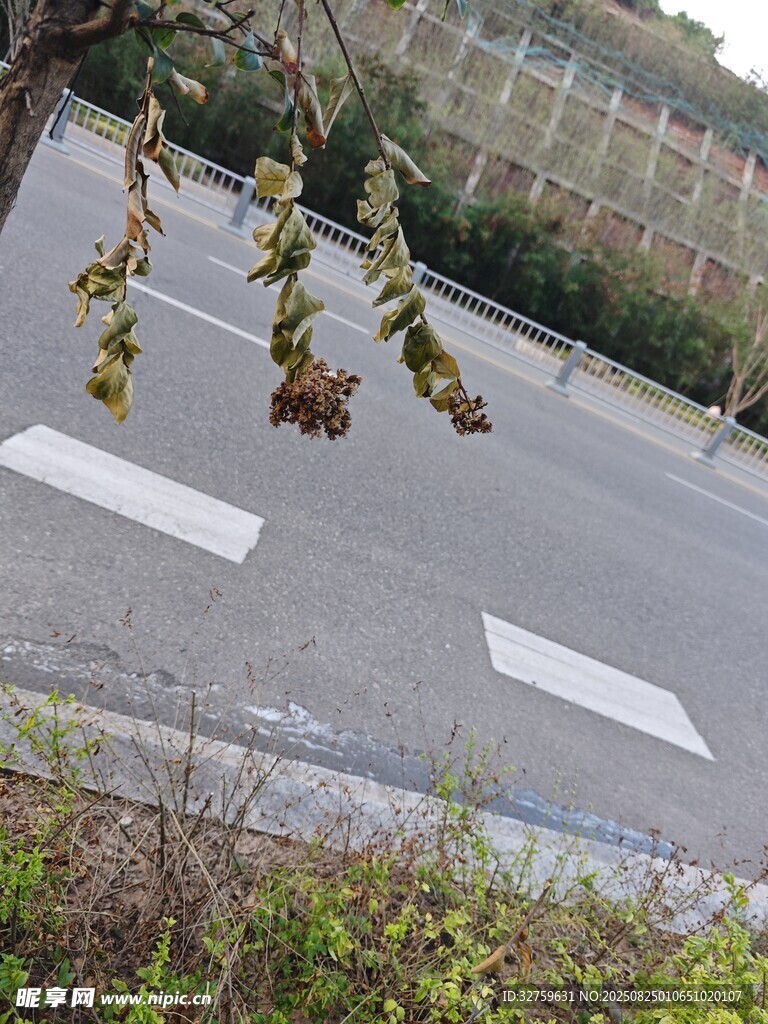 路邊枯萎植物景觀