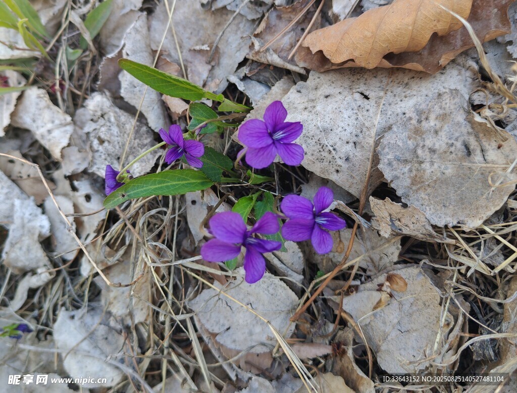 碎石間綻放的紫色小花