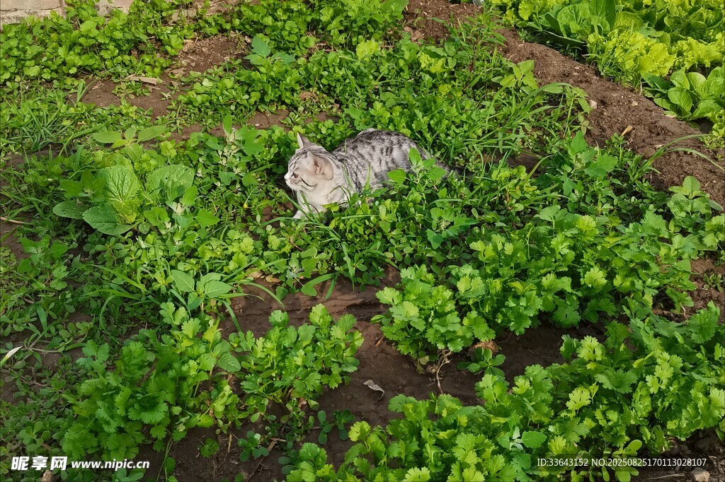 田間嫩綠植物中的貓咪