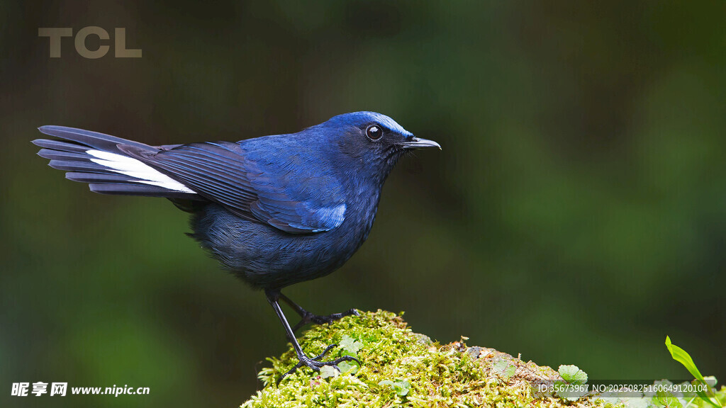 藍(lán)鳥立于青苔上