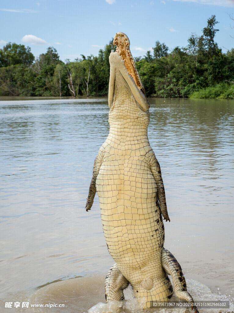 躍起的鱷魚