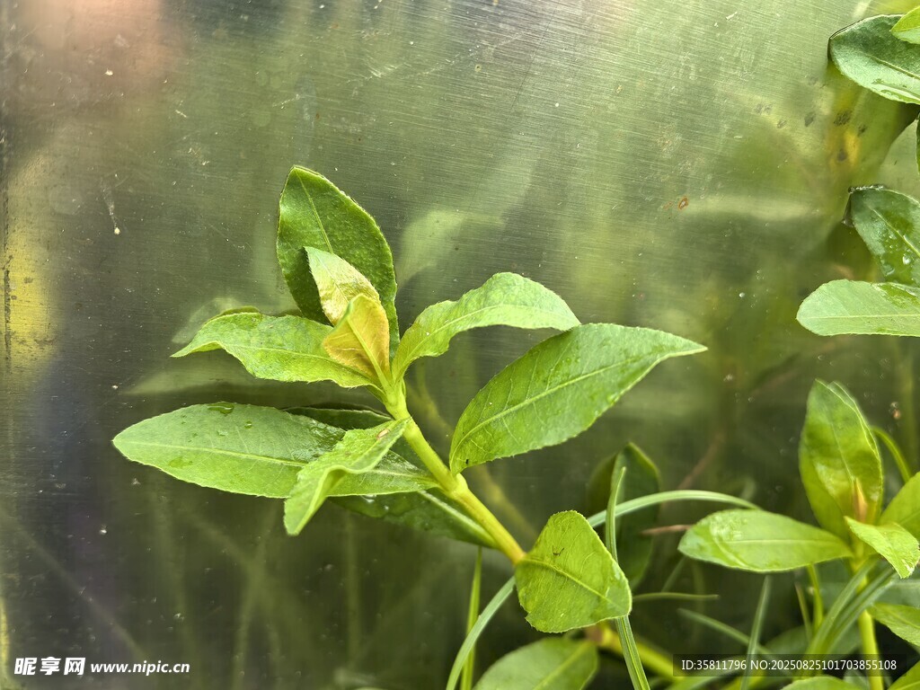 嫩綠植物生機(jī)盎然