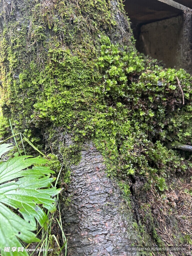 樹干苔蘚