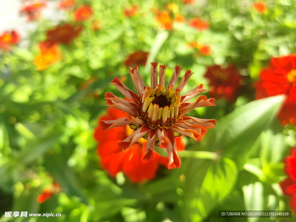 鮮艷綻放的紅色花朵