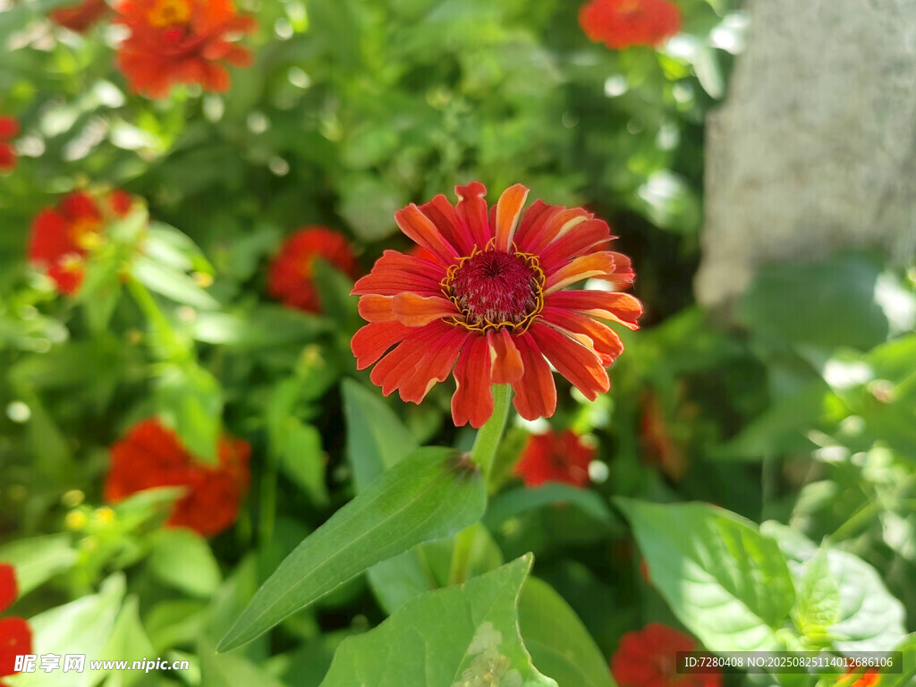 鮮艷紅花綻放綠葉間