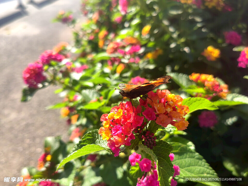 花叢中飛舞的斑斕蝴蝶