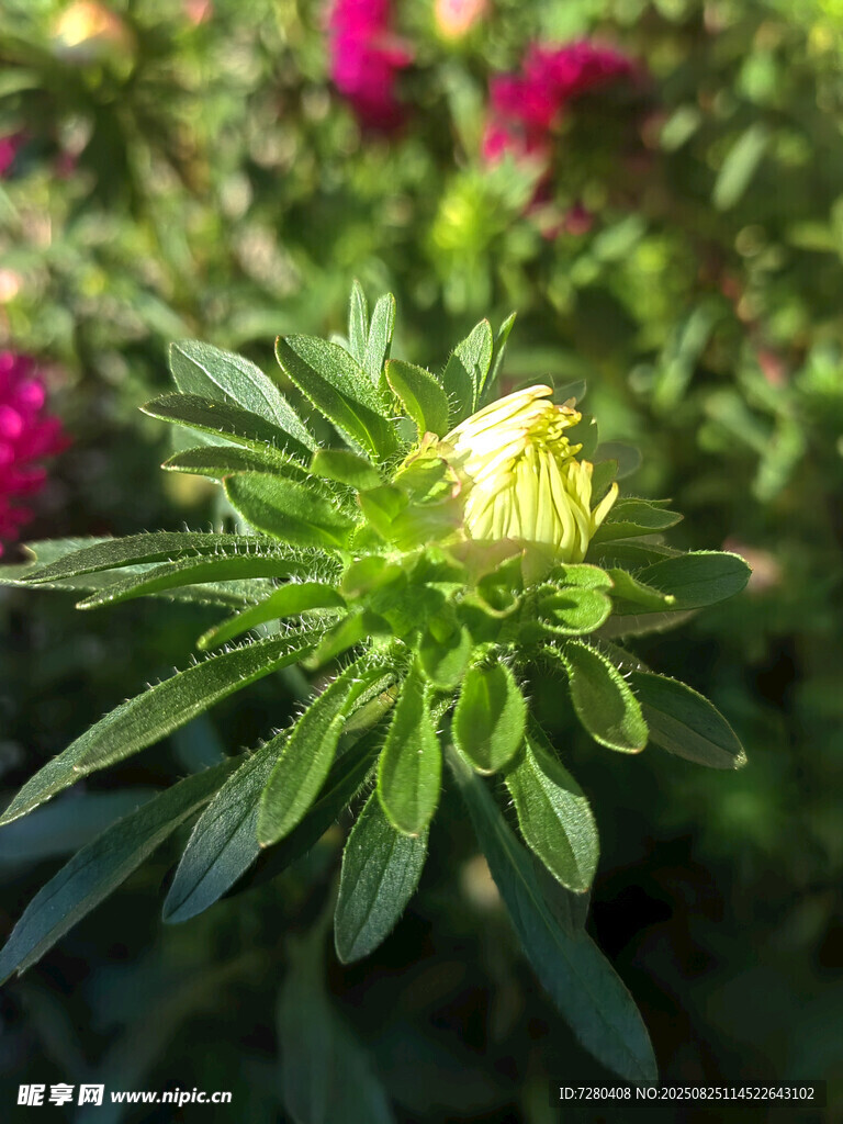 含苞待放的清新黃色小花