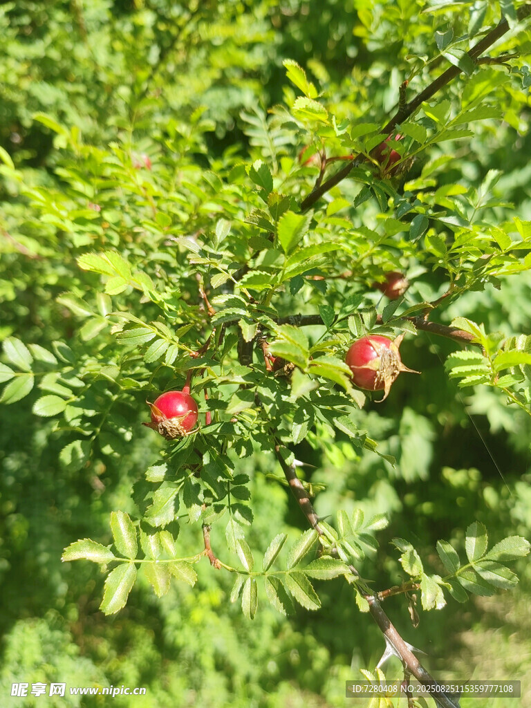 枝頭紅果映綠葉