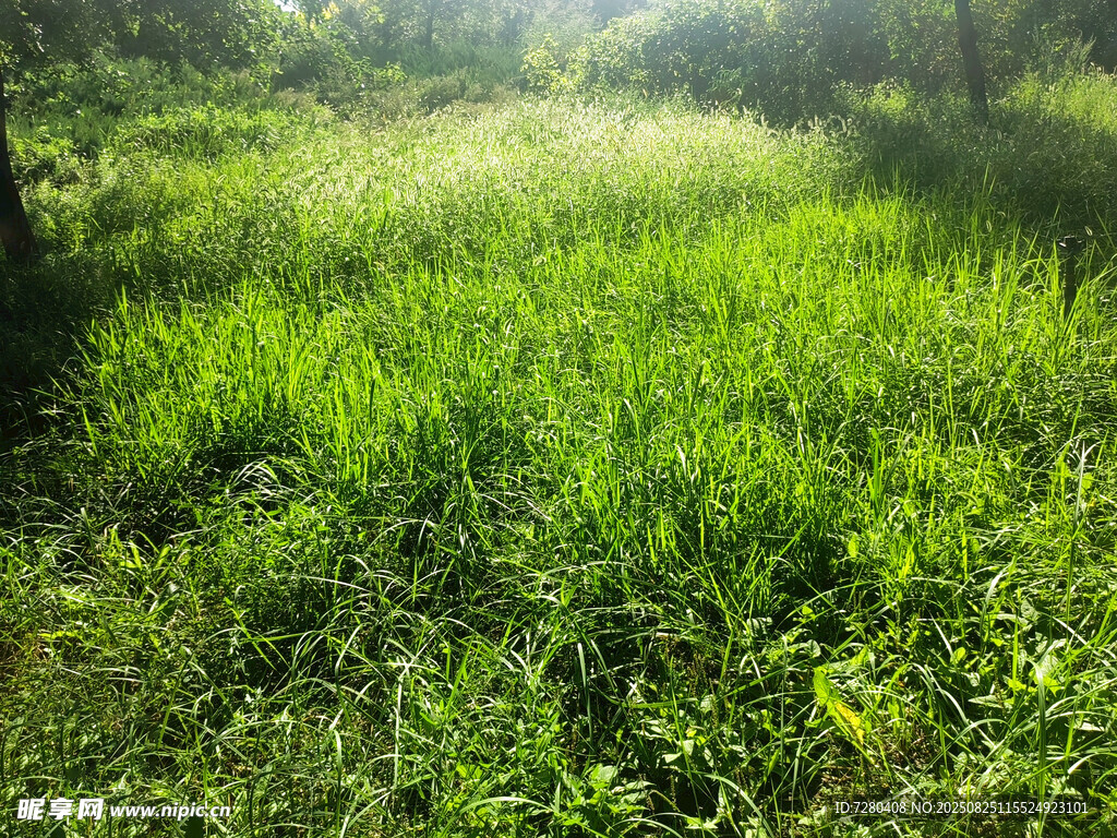 陽(yáng)光照耀下的翠綠草地