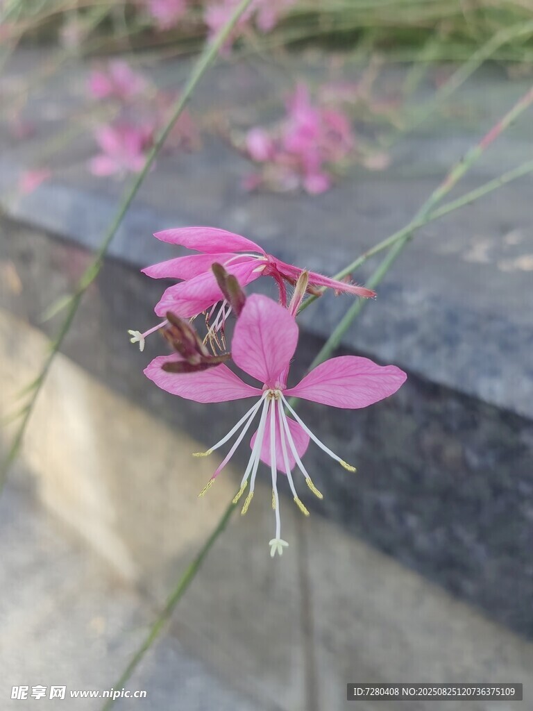 粉色小花綻放于石邊