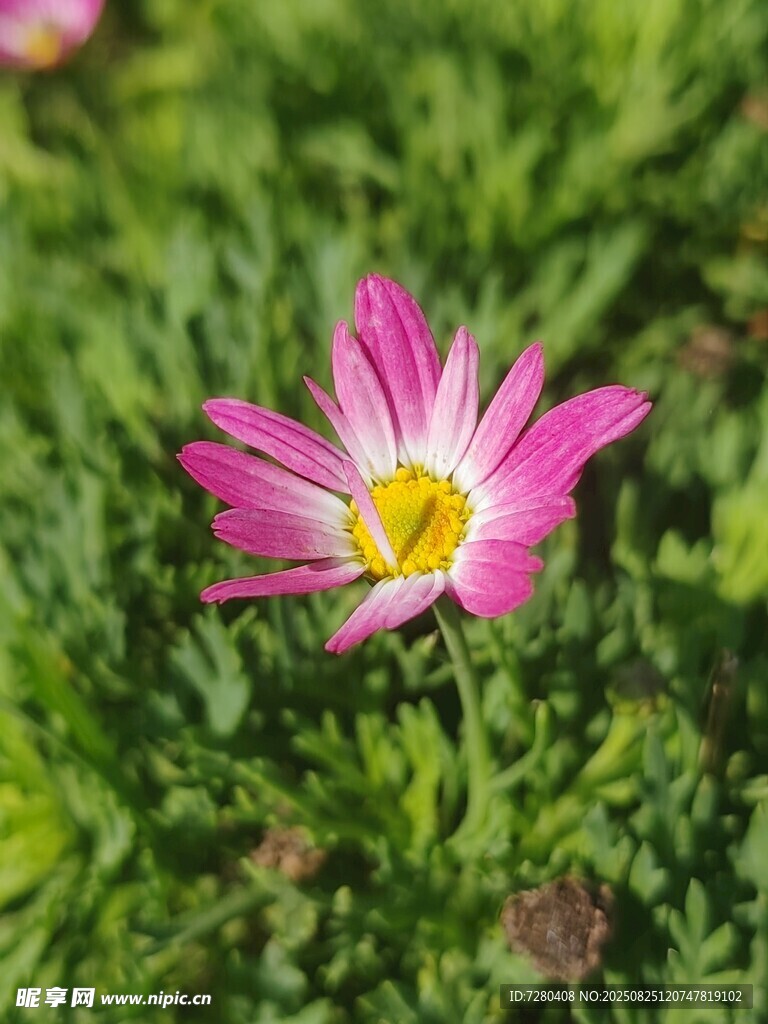 嬌艷粉色小花綻放