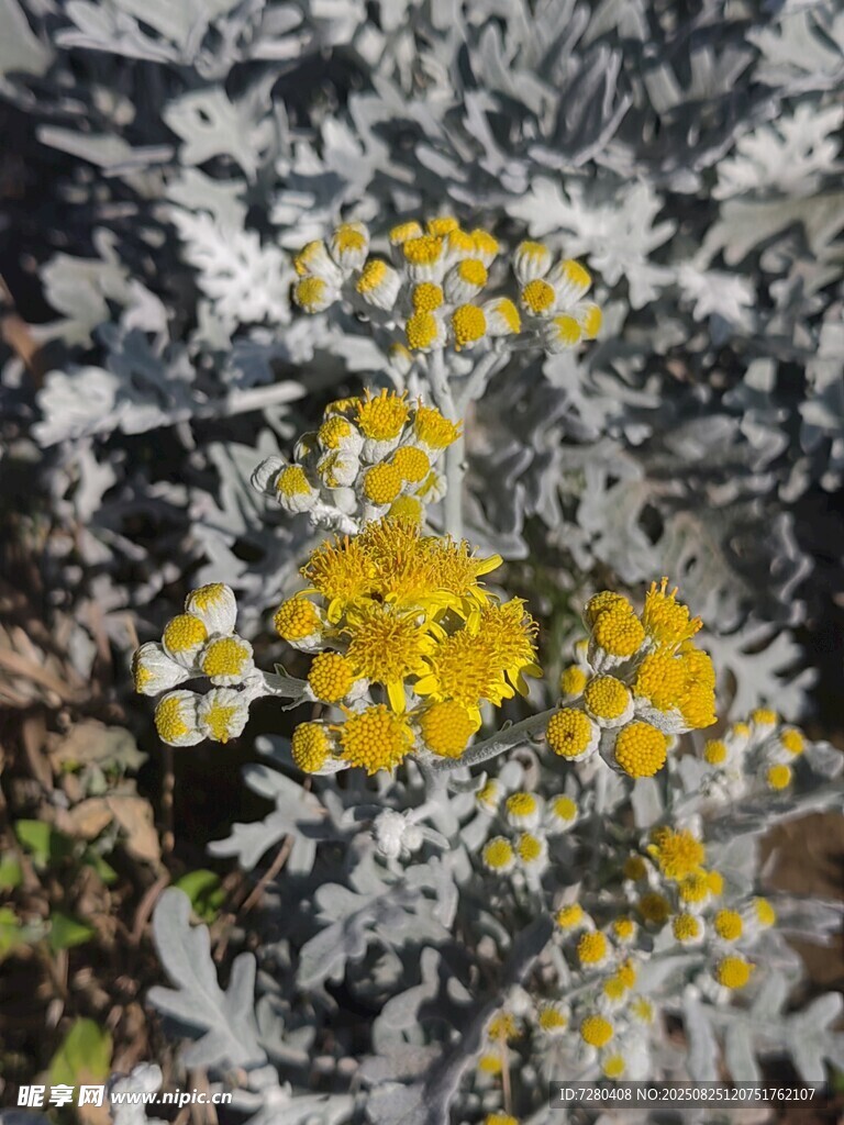 銀葉菊間的黃色小花