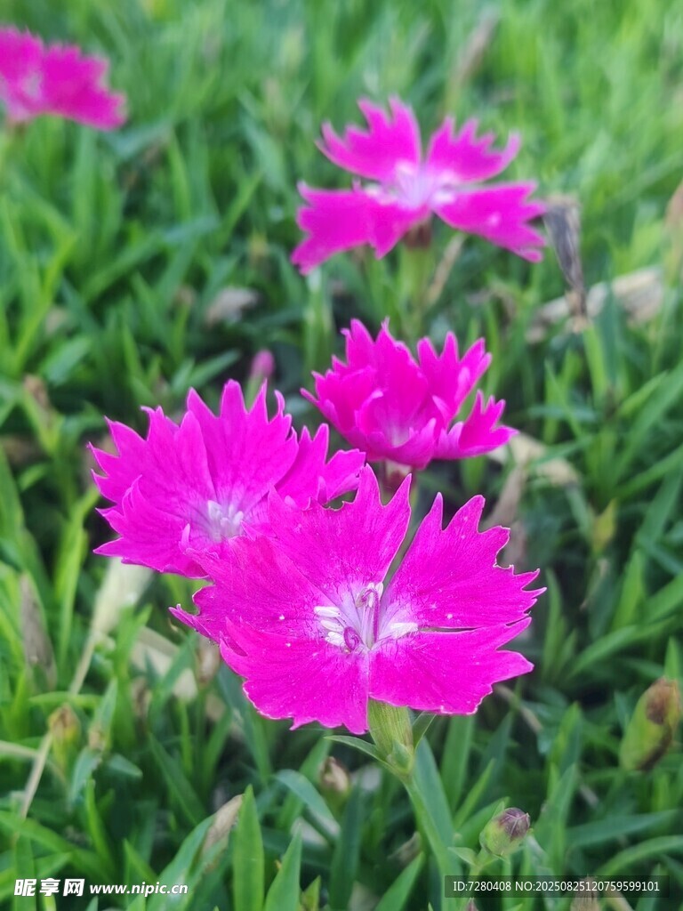 粉色石竹花綻放于綠草間