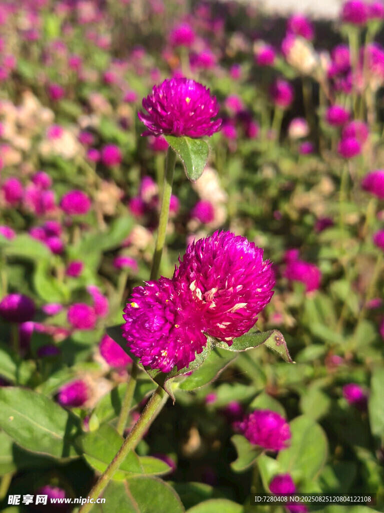 艷麗紫花綻放綠意間