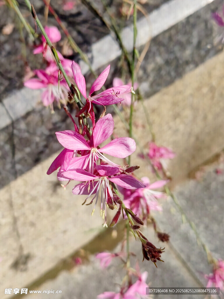 粉色嬌俏綻放的美麗小花