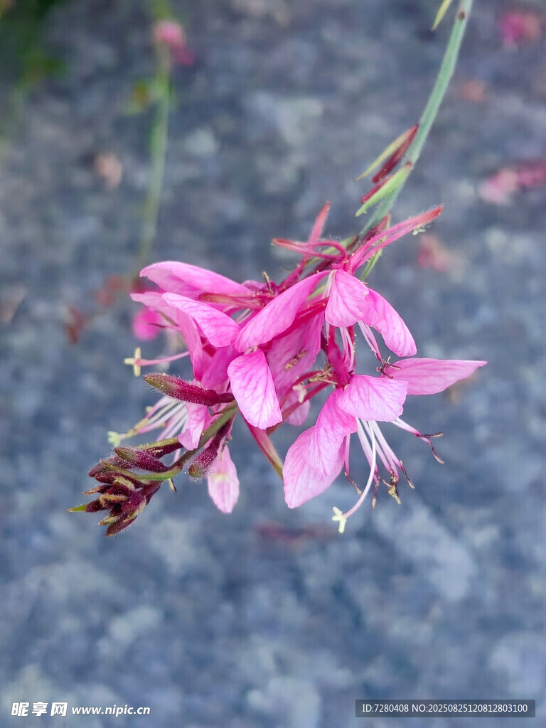 嬌艷粉色花枝特寫