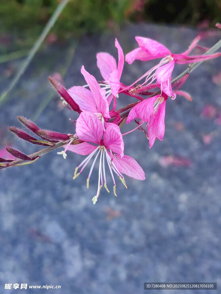 粉色美麗山桃草花朵特寫