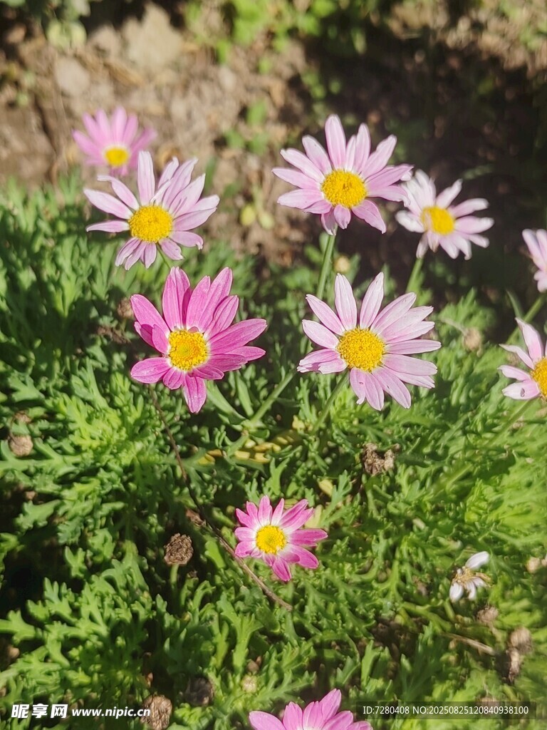 多彩雛菊綻放于綠葉間