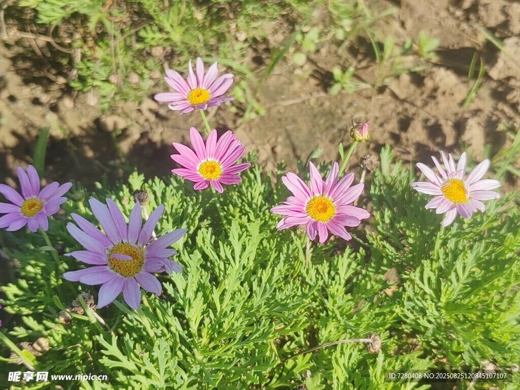 陽光下的美麗小雛菊