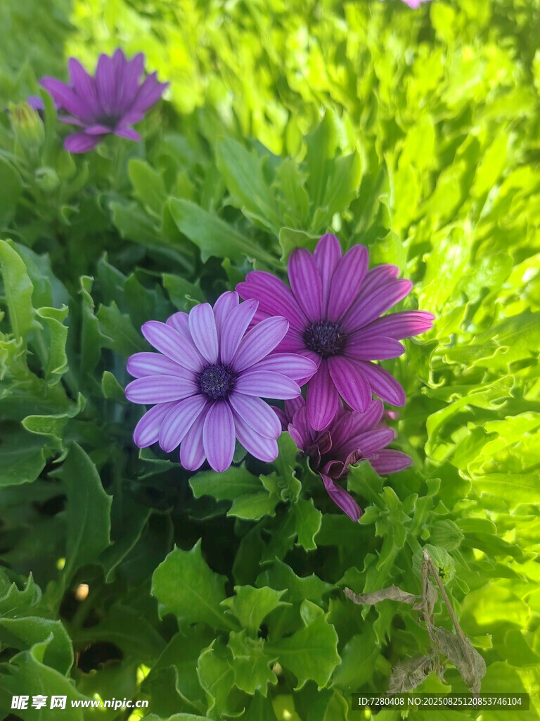 陽(yáng)光下的紫色雛菊