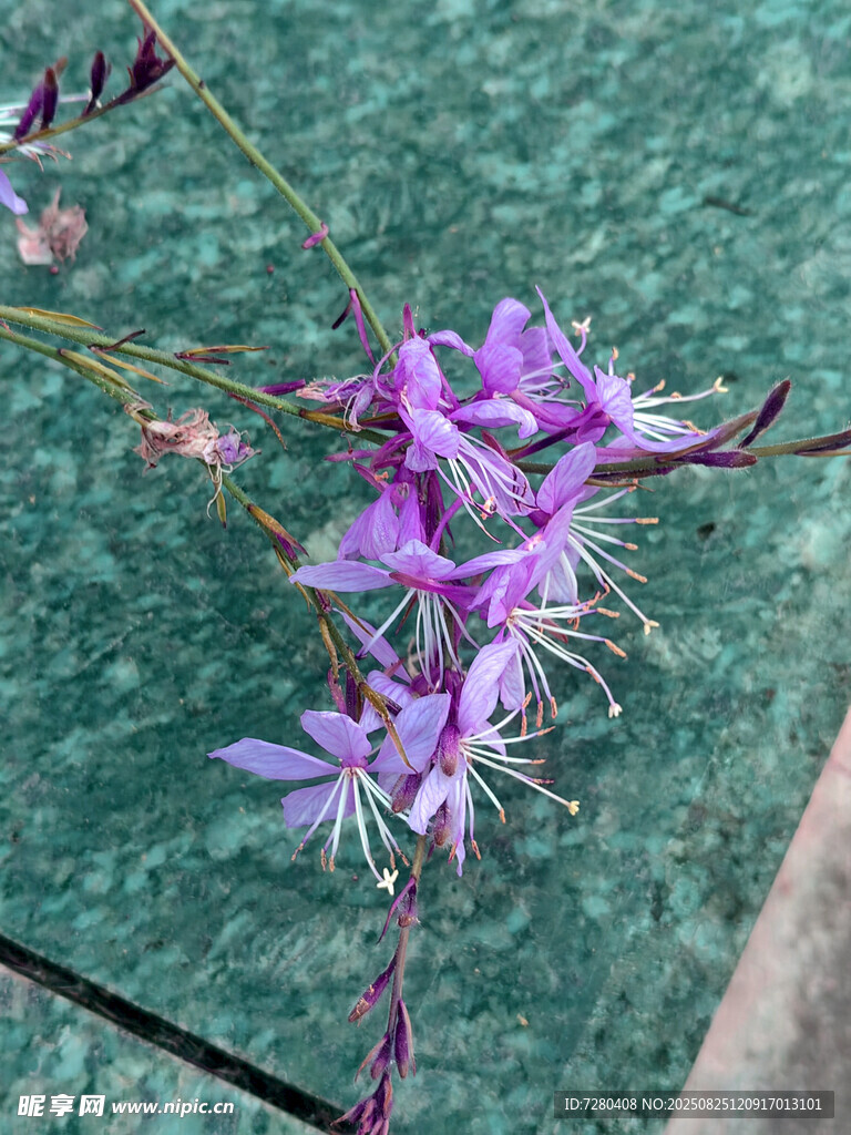 紫色小花綻放于綠葉間