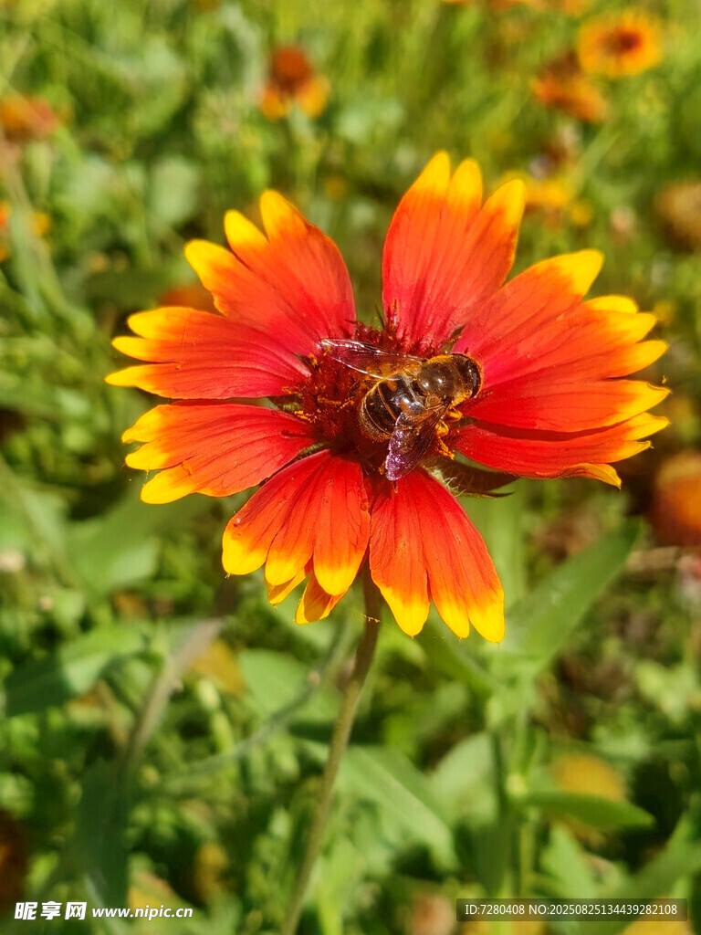 蜜蜂采蜜于艷麗天人菊