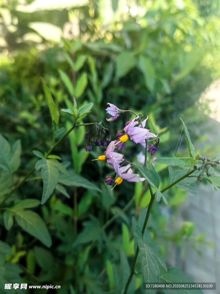 綠葉叢中的紫色小花
