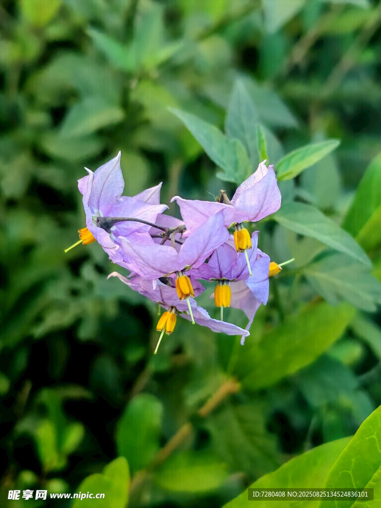 紫色小花綻放于綠葉間