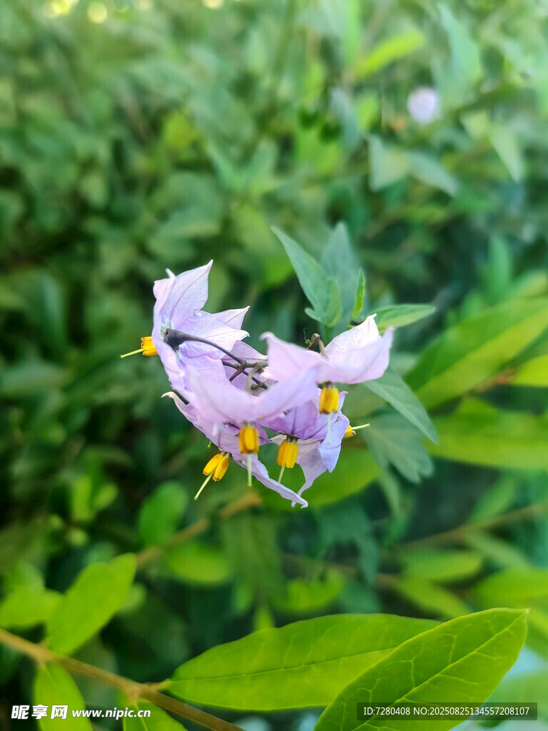 紫色小花綻放綠葉間