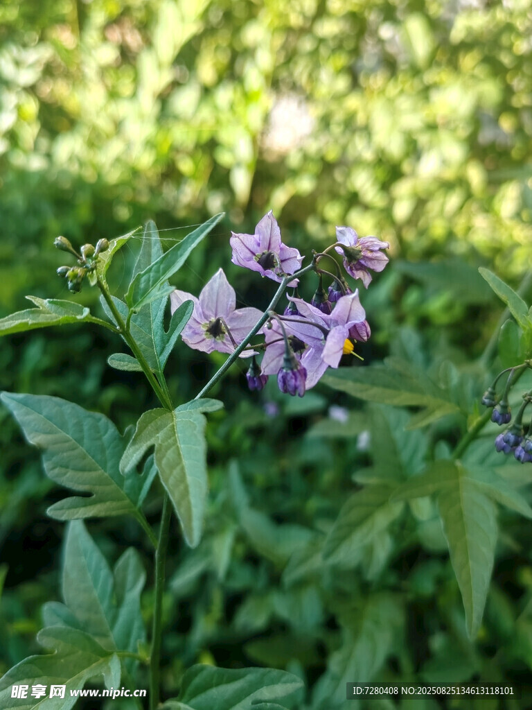 紫色小花綻放于綠葉間