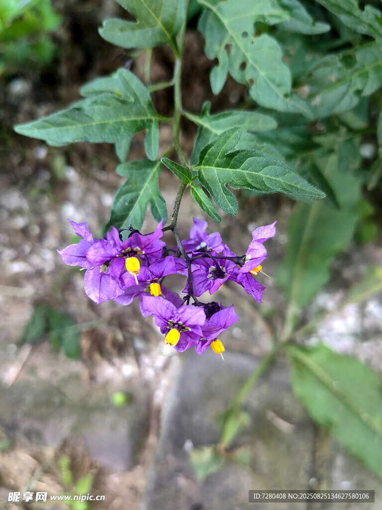 紫色小花綻放綠葉間