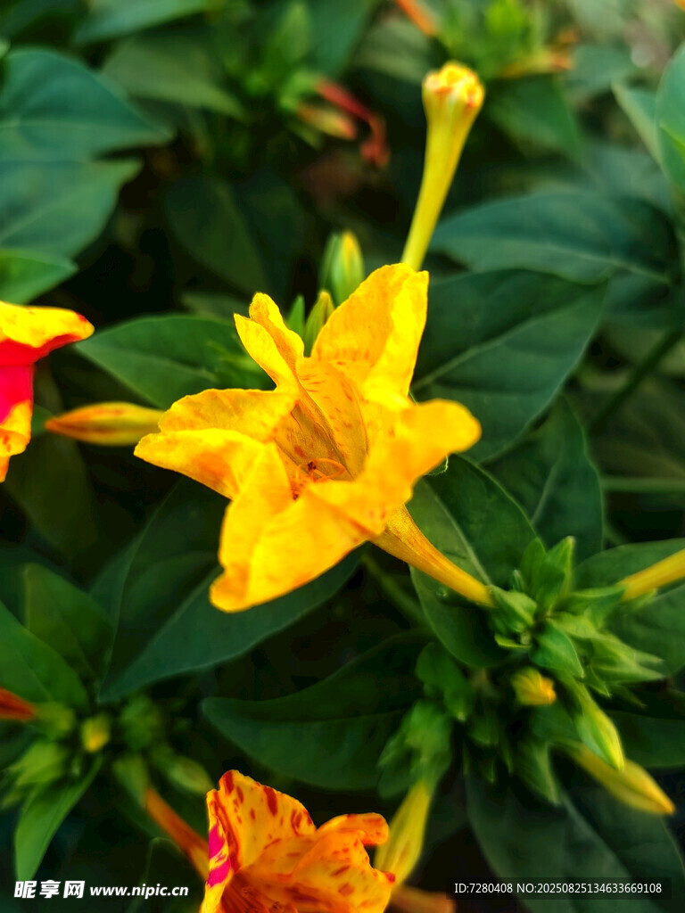 嬌艷黃色花朵綻放綠葉間