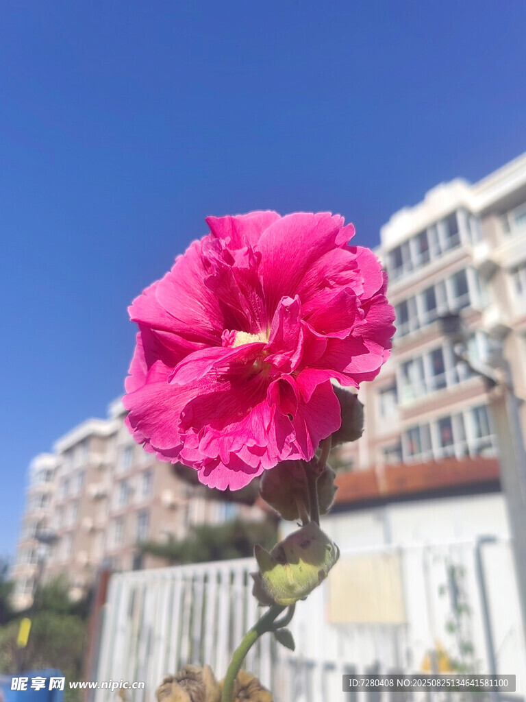 城市中綻放的艷麗粉色花朵