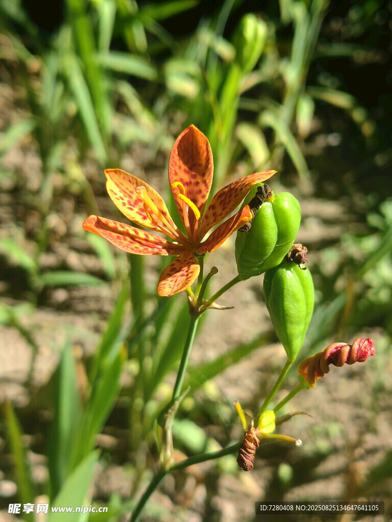艷麗射干花綻放于綠野