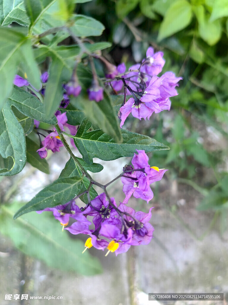 紫色小花綻放綠葉間