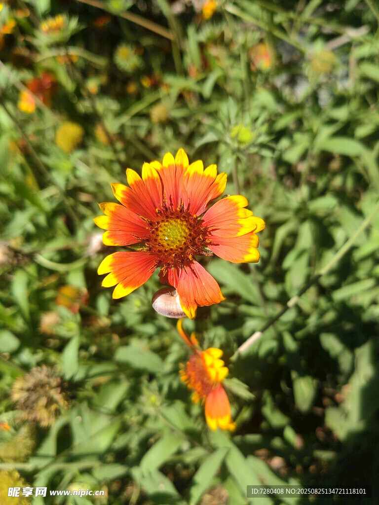 鮮艷雙色花朵綻放