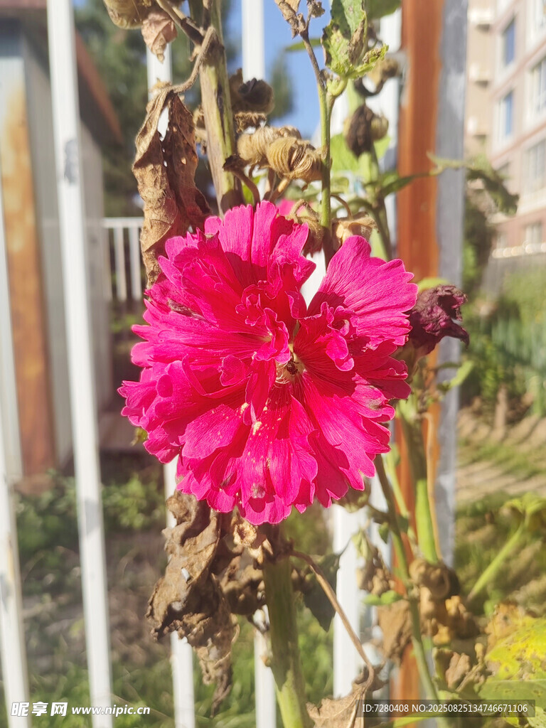 嬌艷綻放的粉色花朵