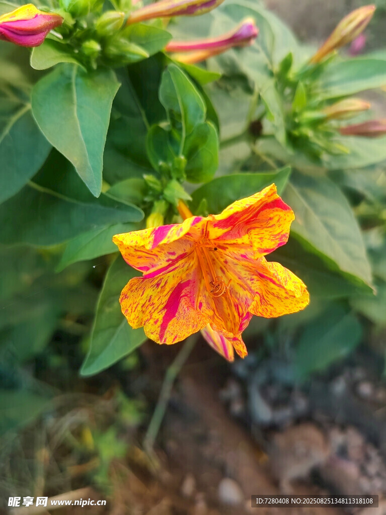 橙黃雙色花綻放綠葉間