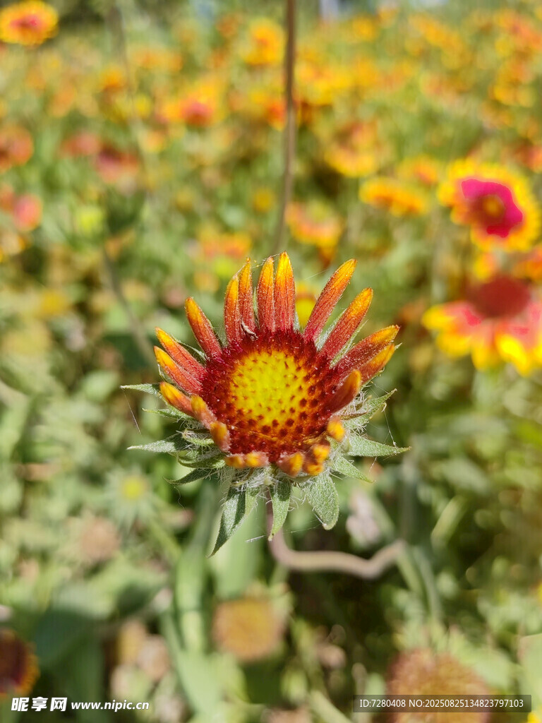 艷麗單株菊綻于花叢中