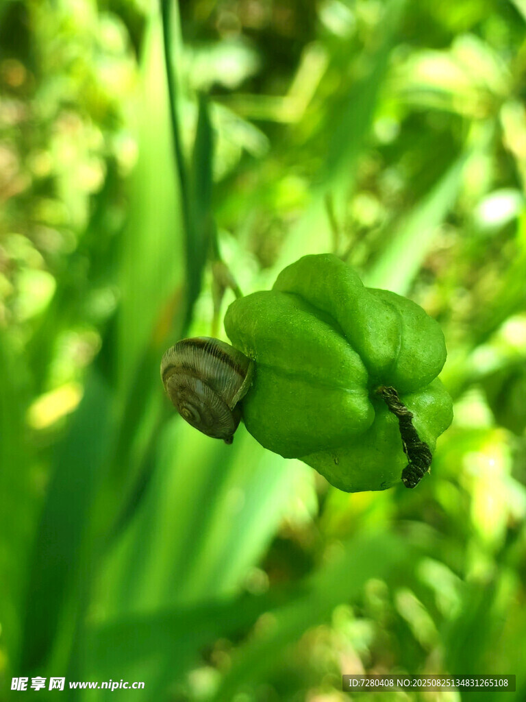 綠葉間的蝸牛