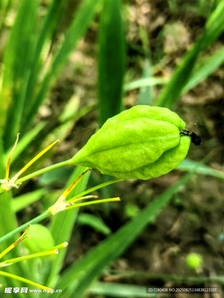 嫩綠植物花苞特寫