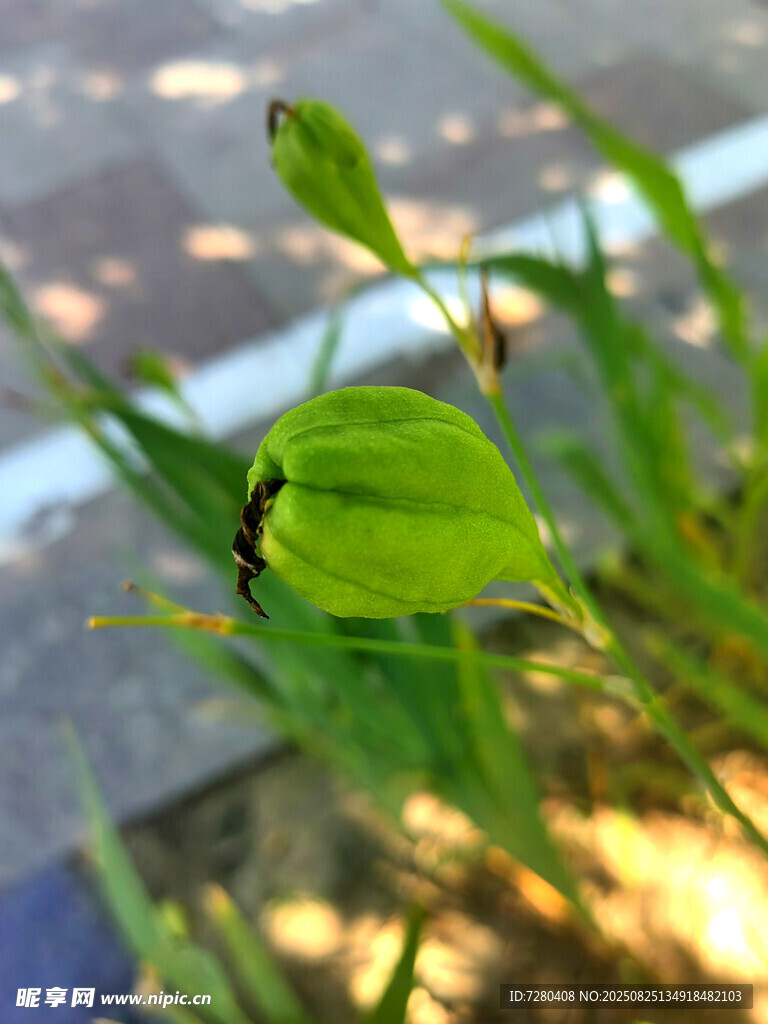 陽光下的嫩綠植物