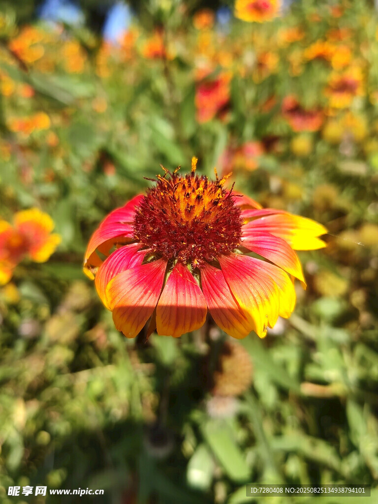 鮮艷雙色花朵特寫