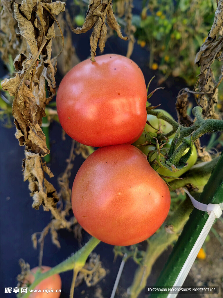 枝頭上的兩顆新鮮西紅柿
