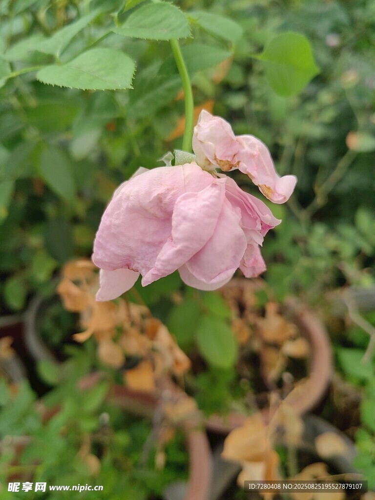 凋零的粉色花朵