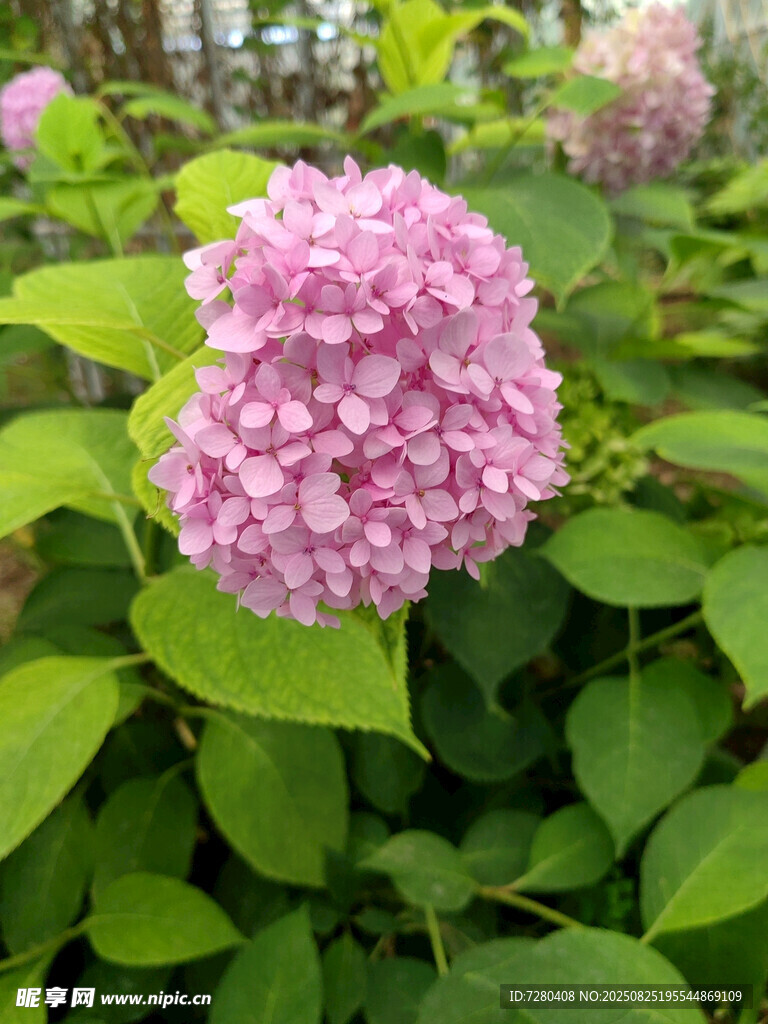 盛開的粉色繡球花