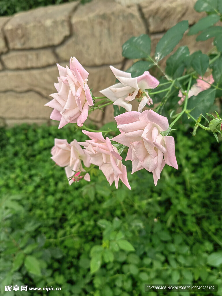 粉色薔薇綻放于綠植間