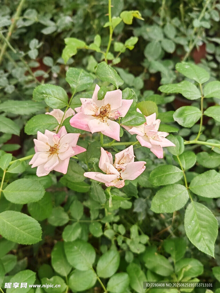 粉色薔薇綻放綠葉間